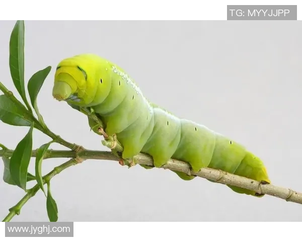 虫子吗探索自然界的奇妙与神秘之旅 虫子吗探索自然界的奇妙与神秘之旅